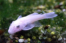 Сом Анциструс Снежинка